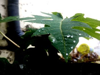 Close-up of raindrops on leaves