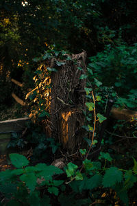 Plants and tree stump in forest