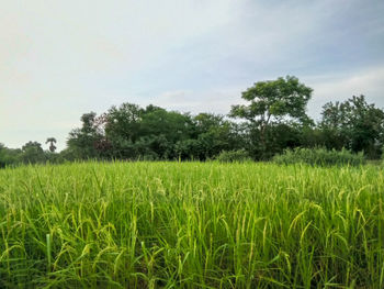 Scenic view of agricultural field against sky