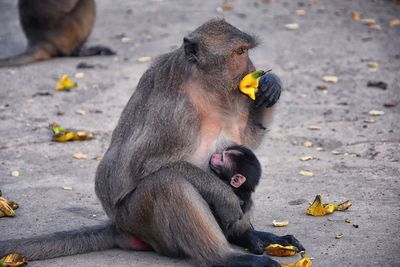 Macaque long tailed monkey, close-up genus macaca cercopithecinae, monkeys in thailand. asia.