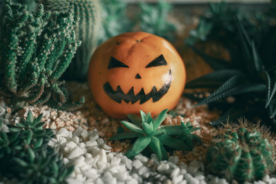 Close-up of pumpkin on plants during halloween