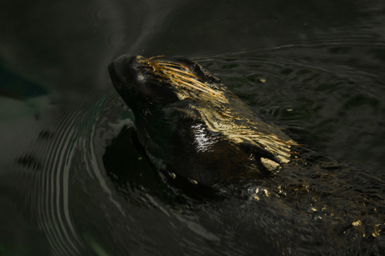 HIGH ANGLE VIEW OF AN ANIMAL IN LAKE