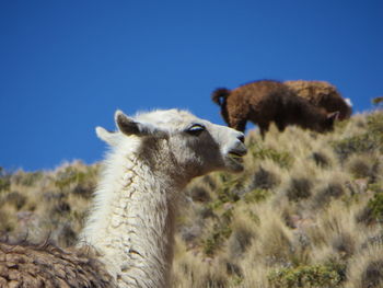 Low angle view of sheep against clear sky