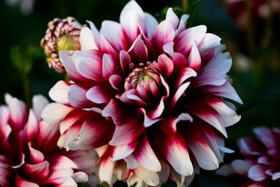 Close-up of bee on pink dahlia