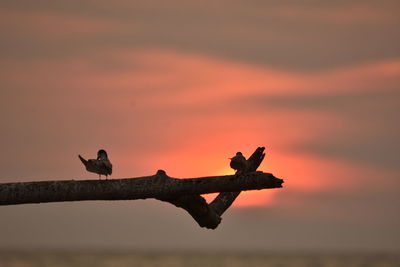 Silhouette birds perching on a orange sunset