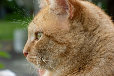Close-up of a cat with eyes closed