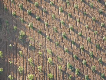 Full frame shot of trees on field overflying agricultural land in myanmar. 