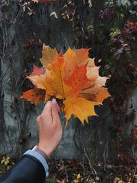 Person holding maple leaves during autumn