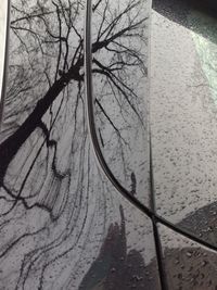 Trees in the dark