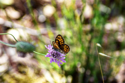 Close-up of butterfly pollinating on flower