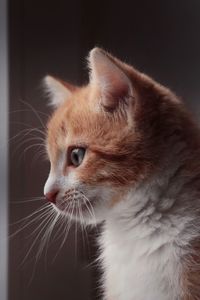 Close-up of cat looking away