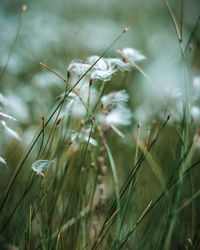 Close-up of flowering plants on land