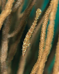 Close-up of plant