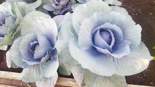 Close-up of rose