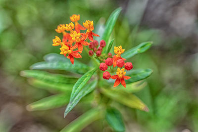 Close-up of flowering plant