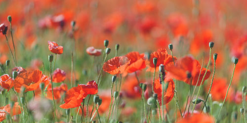 Close-up of red poppy flowers in field