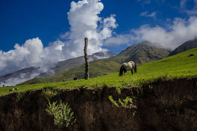 Low angle view of horse grazing on grassy field against mountains