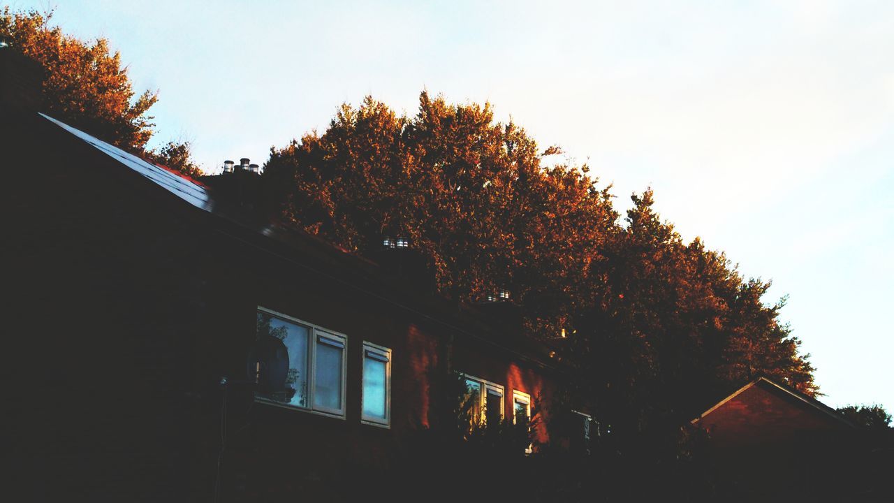 LOW ANGLE VIEW OF TREES BY BUILDING AGAINST SKY