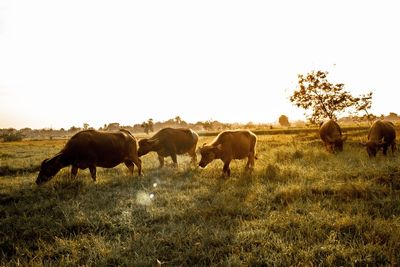 View of sheep on field