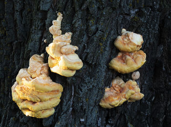 High angle view of bread on tree trunk