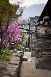 Flower trees against built structure