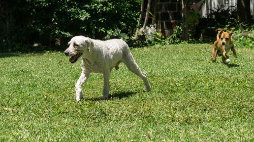 White dog with chinos walking in a green spring grass