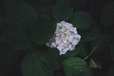 Close-up of flowering plant