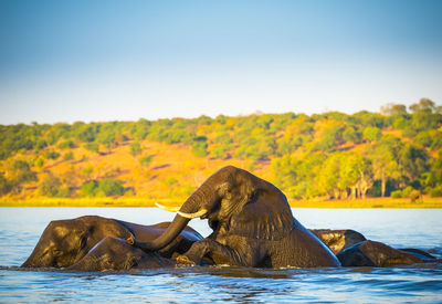 Elephant drinking water