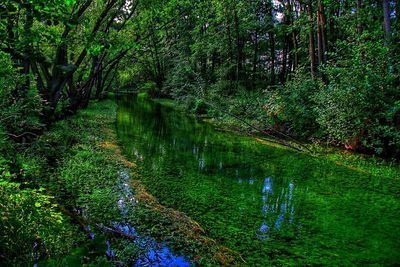 Scenic view of trees in forest