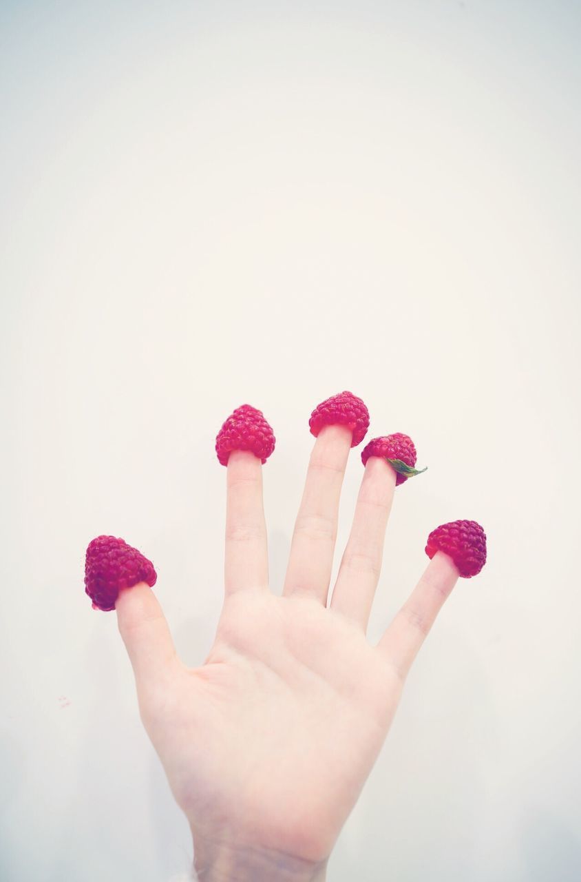 person, holding, part of, studio shot, copy space, cropped, human finger, white background, unrecognizable person, flower, personal perspective, freshness, pink color, red, close-up, fragility, lifestyles