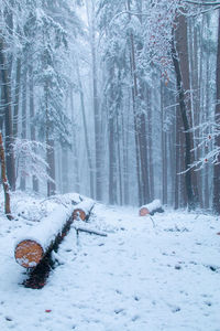 Snow covered trees in forest