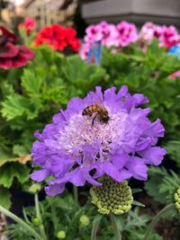 Close-up of bee on purple flowers