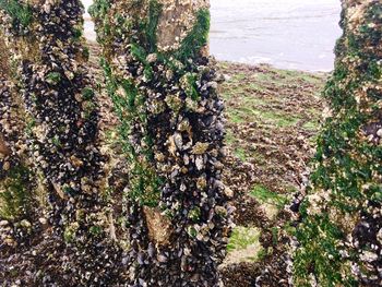 Close-up of lichen on tree trunk