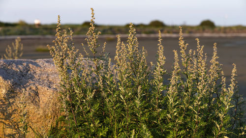 Close-up of flowering plants on field against sky