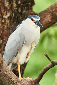 Close-up of bird perching on branch