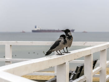 Close-up of bird perching on railing against sea