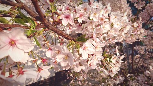 Low angle view of pink flowers on tree