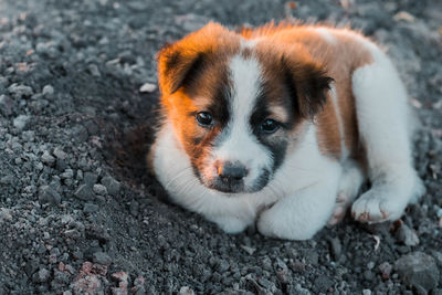 High angle portrait of dog