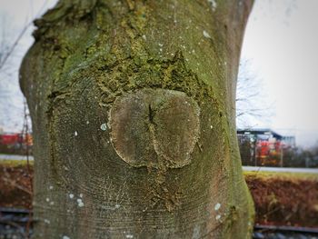 Close-up of tree trunk