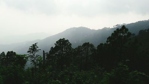 Trees on mountain against sky