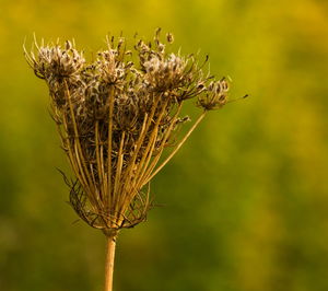 Close-up of dried plant