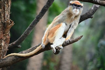 Close-up of monkey sitting on branch