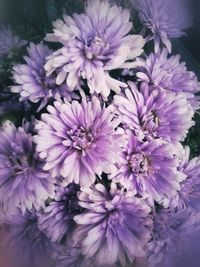 Close-up of purple flowers