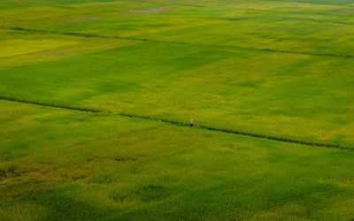 Scenic view of agricultural field