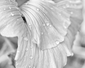 Close-up of wet flower