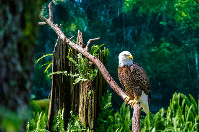 Southern bald eagle perched on dead tree limb in south florida