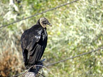 Bird perching on a branch