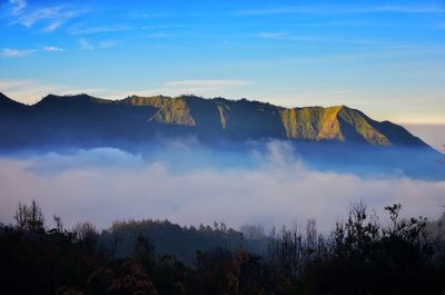 Panoramic view of trees against cloudy sky