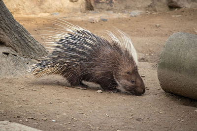 Close-up of an animal