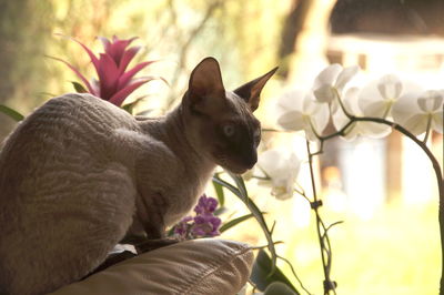 Close-up of a cat